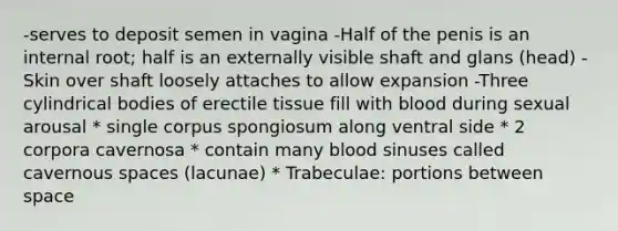 -serves to deposit semen in vagina -Half of the penis is an internal root; half is an externally visible shaft and glans (head) -Skin over shaft loosely attaches to allow expansion -Three cylindrical bodies of erectile tissue fill with blood during sexual arousal * single corpus spongiosum along ventral side * 2 corpora cavernosa * contain many blood sinuses called cavernous spaces (lacunae) * Trabeculae: portions between space