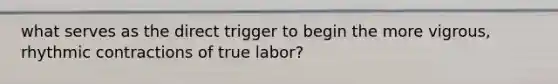 what serves as the direct trigger to begin the more vigrous, rhythmic contractions of true labor?