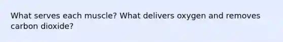 What serves each muscle? What delivers oxygen and removes carbon dioxide?