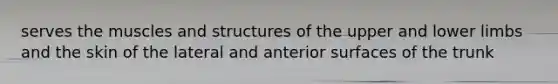 serves the muscles and structures of the upper and <a href='https://www.questionai.com/knowledge/kF4ILRdZqC-lower-limb' class='anchor-knowledge'>lower limb</a>s and the skin of the lateral and anterior surfaces of the trunk