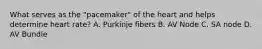 What serves as the "pacemaker" of the heart and helps determine heart rate? A. Purkinje fibers B. AV Node C. SA node D. AV Bundle