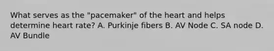 What serves as the "pacemaker" of the heart and helps determine heart rate? A. Purkinje fibers B. AV Node C. SA node D. AV Bundle