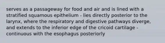 serves as a passageway for food and air and is lined with a stratified squamous epithelium - lies directly posterior to the larynx, where the respiratory and digestive pathways diverge, and extends to the inferior edge of the cricoid cartilage - continuous with the esophagus posteriorly