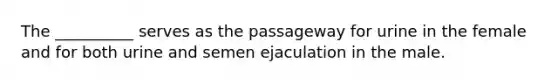 The __________ serves as the passageway for urine in the female and for both urine and semen ejaculation in the male.