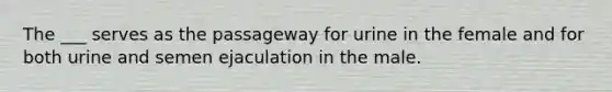 The ___ serves as the passageway for urine in the female and for both urine and semen ejaculation in the male.