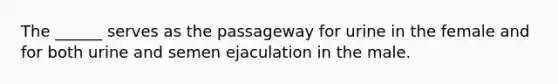 The ______ serves as the passageway for urine in the female and for both urine and semen ejaculation in the male.