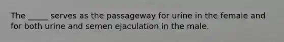 The _____ serves as the passageway for urine in the female and for both urine and semen ejaculation in the male.