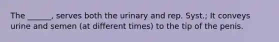 The ______, serves both the urinary and rep. Syst.; It conveys urine and semen (at different times) to the tip of the penis.