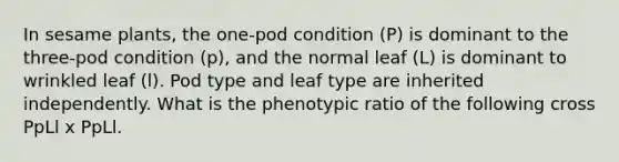 In sesame plants, the one-pod condition (P) is dominant to the three-pod condition (p), and the normal leaf (L) is dominant to wrinkled leaf (l). Pod type and leaf type are inherited independently. What is the phenotypic ratio of the following cross PpLl x PpLl.