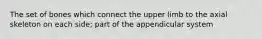 The set of bones which connect the upper limb to the axial skeleton on each side; part of the appendicular system