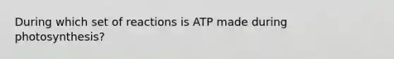 During which set of reactions is ATP made during photosynthesis?