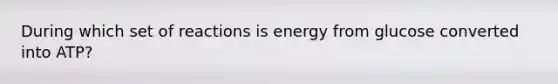 During which set of reactions is energy from glucose converted into ATP?