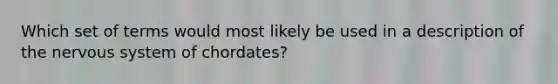 Which set of terms would most likely be used in a description of the nervous system of chordates?