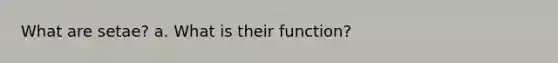 What are setae? a. What is their function?