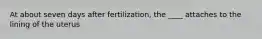 At about seven days after fertilization, the ____ attaches to the lining of the uterus