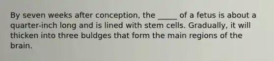 By seven weeks after conception, the _____ of a fetus is about a quarter-inch long and is lined with stem cells. Gradually, it will thicken into three buldges that form the main regions of the brain.