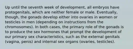 Up until the seventh week of development, all embryos have protogenitals, which are neither female or male. Eventually, though, the gonads develop either into ovaries in women or testicles in men (depending on instructions from the chromosomes). In both cases, the primary role of the gonads is to produce the sex hormones that prompt the development of our primary sex characteristics, such as the external genitals (vagina, penis) and internal sex organs (ovaries, testicles).