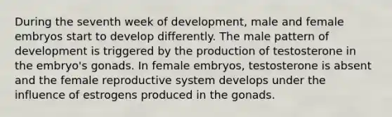 During the seventh week of development, male and female embryos start to develop differently. The male pattern of development is triggered by the production of testosterone in the embryo's gonads. In female embryos, testosterone is absent and the female reproductive system develops under the influence of estrogens produced in the gonads.