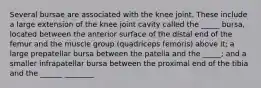 Several bursae are associated with the knee joint. These include a large extension of the knee joint cavity called the _____ bursa, located between the anterior surface of the distal end of the femur and the muscle group (quadriceps femoris) above it; a large prepatellar bursa between the patella and the _____; and a smaller infrapatellar bursa between the proximal end of the tibia and the ______ ________