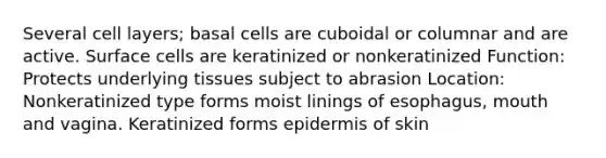 Several cell layers; basal cells are cuboidal or columnar and are active. Surface cells are keratinized or nonkeratinized Function: Protects underlying tissues subject to abrasion Location: Nonkeratinized type forms moist linings of esophagus, mouth and vagina. Keratinized forms epidermis of skin