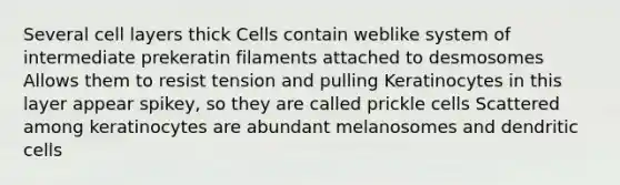 Several cell layers thick Cells contain weblike system of intermediate prekeratin filaments attached to desmosomes Allows them to resist tension and pulling Keratinocytes in this layer appear spikey, so they are called prickle cells Scattered among keratinocytes are abundant melanosomes and dendritic cells