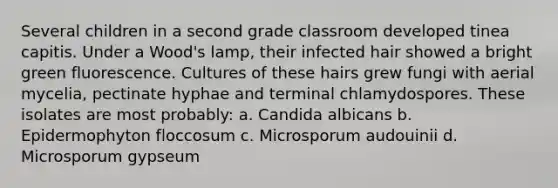 Several children in a second grade classroom developed tinea capitis. Under a Wood's lamp, their infected hair showed a bright green fluorescence. Cultures of these hairs grew fungi with aerial mycelia, pectinate hyphae and terminal chlamydospores. These isolates are most probably: a. Candida albicans b. Epidermophyton floccosum c. Microsporum audouinii d. Microsporum gypseum