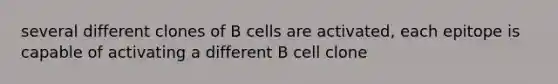 several different clones of B cells are activated, each epitope is capable of activating a different B cell clone