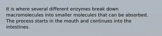 It is where several different enzymes break down macromolecules into smaller molecules that can be absorbed. The process starts in the mouth and continues into the intestines.