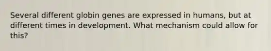 Several different globin genes are expressed in humans, but at different times in development. What mechanism could allow for this?