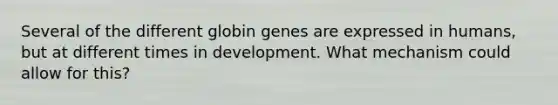 Several of the different globin genes are expressed in humans, but at different times in development. What mechanism could allow for this?