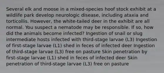 Several elk and moose in a mixed-species hoof stock exhibit at a wildlife park develop neurologic disease, including ataxia and torticollis. However, the white-tailed deer in the exhibit are all normal. You suspect a nematode may be responsible. If so, how did the animals become infected? Ingestion of snail or slug intermediate hosts infected with third-stage larvae (L3) Ingestion of first-stage larvae (L1) shed in feces of infected deer Ingestion of third-stage larvae (L3) free on pasture Skin penetration by first-stage larvae (L1) shed in feces of infected deer Skin penetration of third-stage larvae (L3) free on pasture