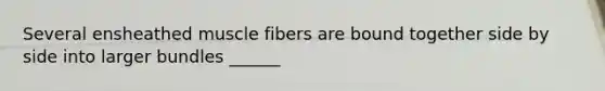 Several ensheathed muscle fibers are bound together side by side into larger bundles ______