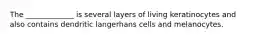 The _____________ is several layers of living keratinocytes and also contains dendritic langerhans cells and melanocytes.