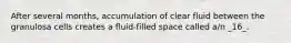 After several months, accumulation of clear fluid between the granulosa cells creates a fluid-filled space called a/n _16_.