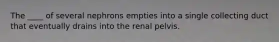 The ____ of several nephrons empties into a single collecting duct that eventually drains into the renal pelvis.