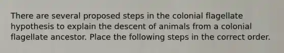 There are several proposed steps in the colonial flagellate hypothesis to explain the descent of animals from a colonial flagellate ancestor. Place the following steps in the correct order.