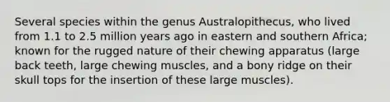 Several species within the genus Australopithecus, who lived from 1.1 to 2.5 million years ago in eastern and southern Africa; known for the rugged nature of their chewing apparatus (large back teeth, large chewing muscles, and a bony ridge on their skull tops for the insertion of these large muscles).