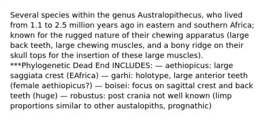 Several species within the genus Australopithecus, who lived from 1.1 to 2.5 million years ago in eastern and southern Africa; known for the rugged nature of their chewing apparatus (large back teeth, large chewing muscles, and a bony ridge on their skull tops for the insertion of these large muscles). ***Phylogenetic Dead End INCLUDES: — aethiopicus: large saggiata crest (EAfrica) — garhi: holotype, large anterior teeth (female aethiopicus?) — boisei: focus on sagittal crest and back teeth (huge) — robustus: post crania not well known (limp proportions similar to other austalopiths, prognathic)