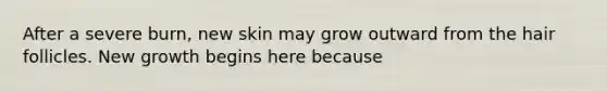 After a severe burn, new skin may grow outward from the hair follicles. New growth begins here because