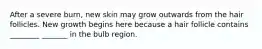 After a severe burn, new skin may grow outwards from the hair follicles. New growth begins here because a hair follicle contains ________ _______ in the bulb region.