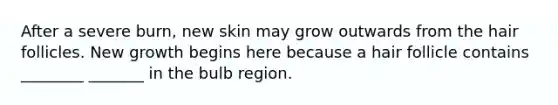 After a severe burn, new skin may grow outwards from the hair follicles. New growth begins here because a hair follicle contains ________ _______ in the bulb region.