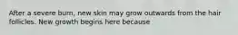 After a severe burn, new skin may grow outwards from the hair follicles. New growth begins here because