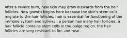 After a severe burn, new skin may grow outwards from the hair follicles. New growth begins here because the skin's stem cells migrate to the hair follicles. hair is essential for functioning of the immune system and survival. a person has many hair follicles. a hair follicle contains stem cells in the bulge region. the hair follicles are very resistant to fire and heat.