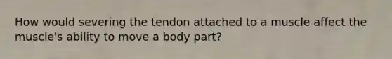 How would severing the tendon attached to a muscle affect the muscle's ability to move a body part?