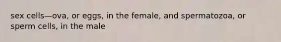 sex cells—ova, or eggs, in the female, and spermatozoa, or sperm cells, in the male