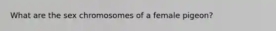 What are the sex chromosomes of a female pigeon?