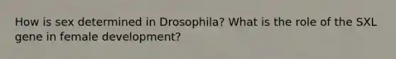 How is sex determined in Drosophila? What is the role of the SXL gene in female development?