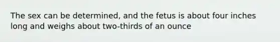 The sex can be determined, and the fetus is about four inches long and weighs about two-thirds of an ounce