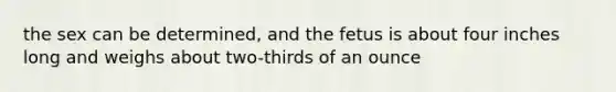 the sex can be determined, and the fetus is about four inches long and weighs about two-thirds of an ounce