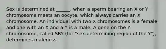 Sex is determined at ______, when a sperm bearing an X or Y chromosome meets an oocyte, which always carries an X chromosome. An individual with two X chromosomes is a female, and one with an X and a Y is a male. A gene on the Y chromosome, called SRY (for "sex-determining region of the Y"), determines maleness.